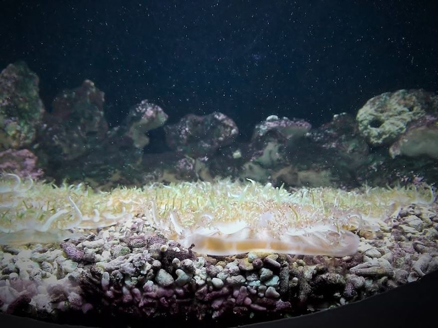 Post Your Favourite Jellyfish Photos! Post Your Favourite Jellyfish Photos!