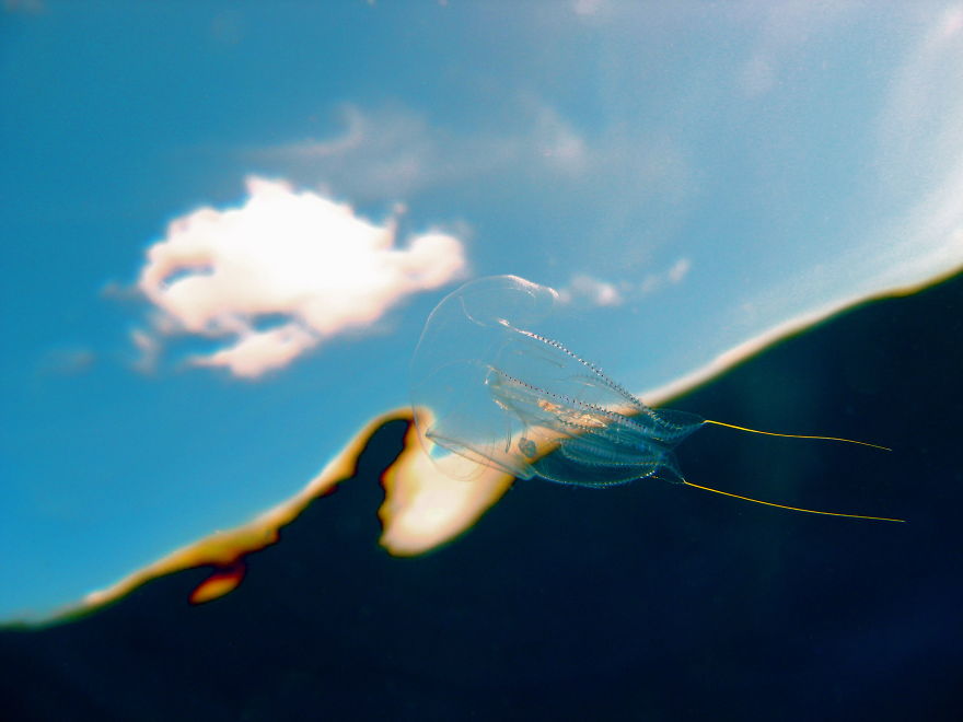 Post Your Favourite Jellyfish Photos! Post Your Favourite Jellyfish Photos!