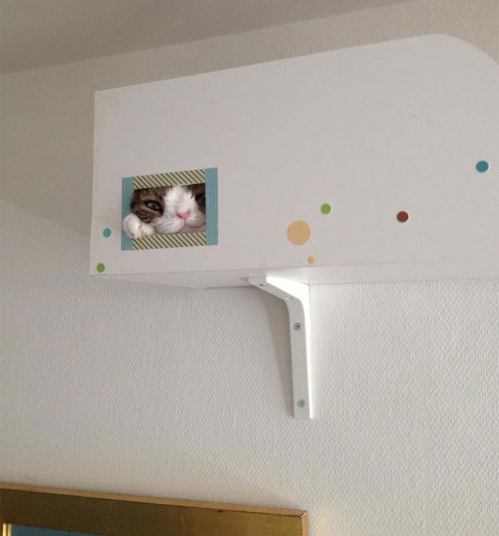 Meet Monty: The Adorable Cat With An Unusual Face