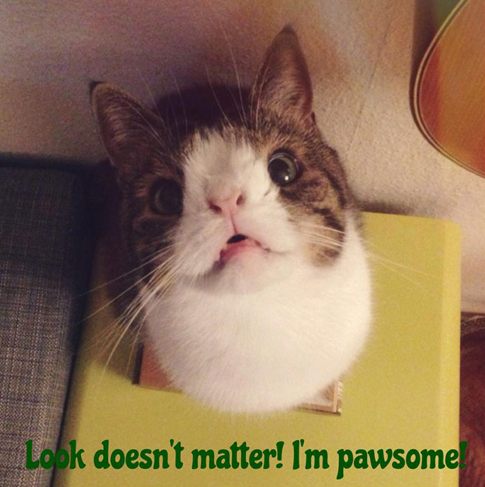 Meet Monty: The Adorable Cat With An Unusual Face