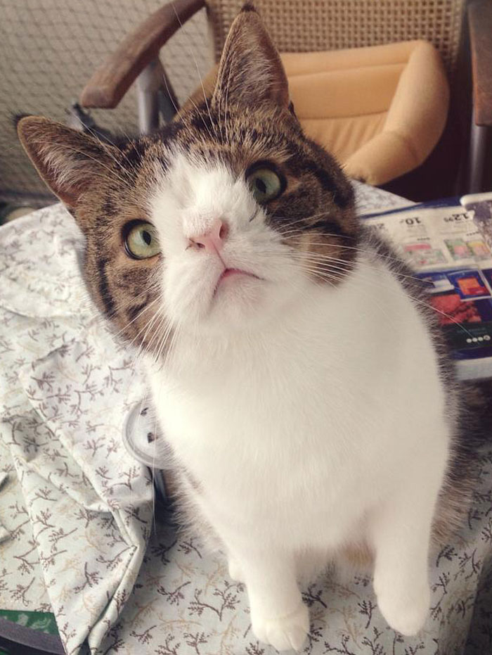 Meet Monty: The Adorable Cat With An Unusual Face