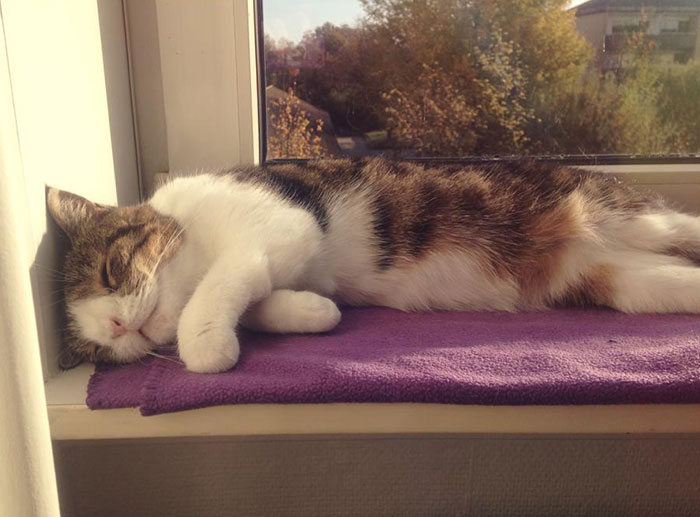 Meet Monty: The Adorable Cat With An Unusual Face