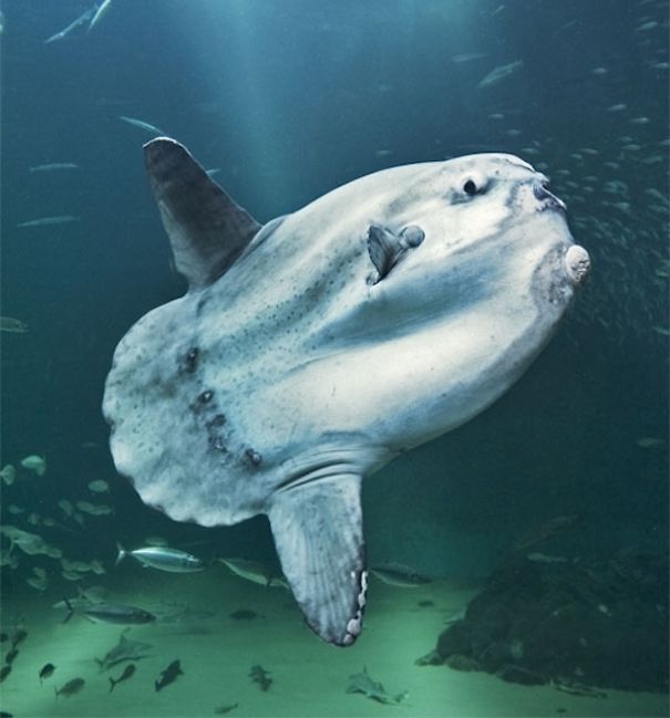 WTF, Evolution?! 10 Animals That Prove Nature Is Out Of Its Mind WTF, Evolution?! 10 Animals That Prove Nature Is Out Of Its Mind