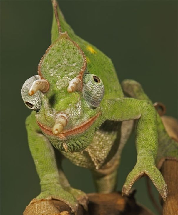 WTF, Evolution?! 10 Animals That Prove Nature Is Out Of Its Mind WTF, Evolution?! 10 Animals That Prove Nature Is Out Of Its Mind