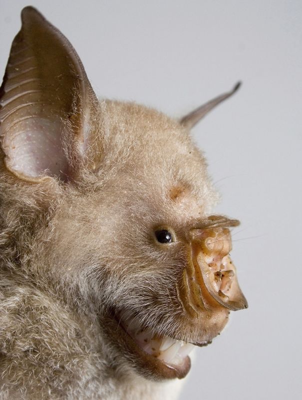 WTF, Evolution?! 10 Animals That Prove Nature Is Out Of Its Mind WTF, Evolution?! 10 Animals That Prove Nature Is Out Of Its Mind