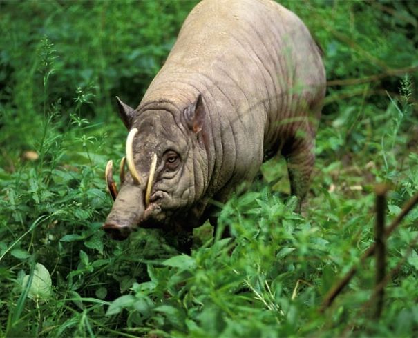 WTF, Evolution?! 10 Animals That Prove Nature Is Out Of Its Mind WTF, Evolution?! 10 Animals That Prove Nature Is Out Of Its Mind