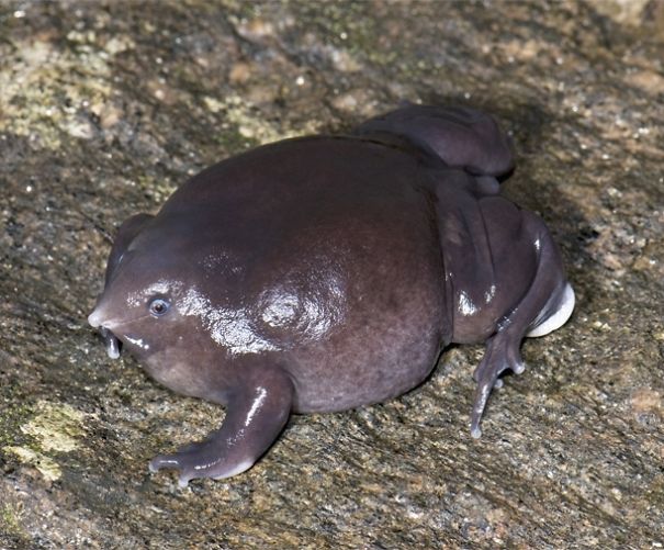 WTF, Evolution?! 10 Animals That Prove Nature Is Out Of Its Mind WTF, Evolution?! 10 Animals That Prove Nature Is Out Of Its Mind