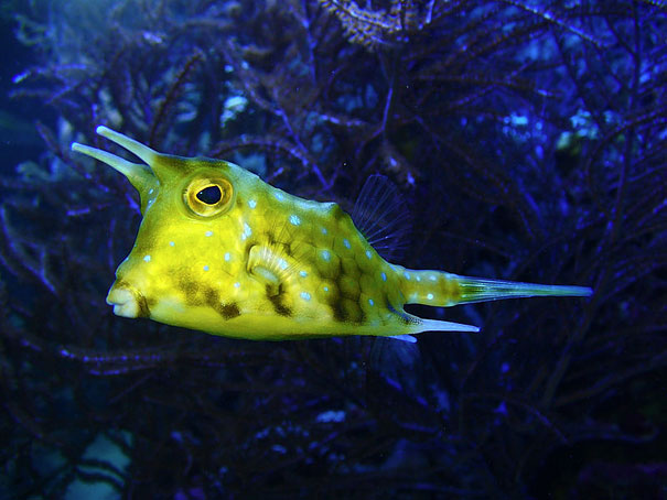 WTF, Evolution?! 10 Animals That Prove Nature Is Out Of Its Mind WTF, Evolution?! 10 Animals That Prove Nature Is Out Of Its Mind