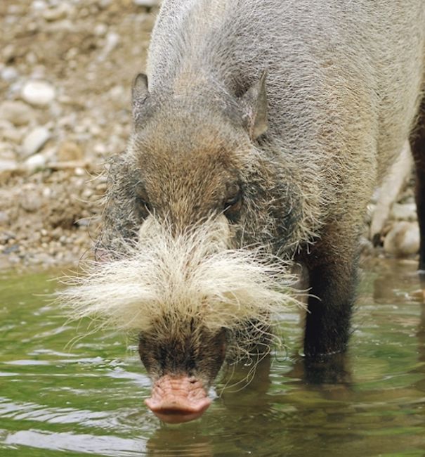 WTF, Evolution?! 10 Animals That Prove Nature Is Out Of Its Mind WTF, Evolution?! 10 Animals That Prove Nature Is Out Of Its Mind