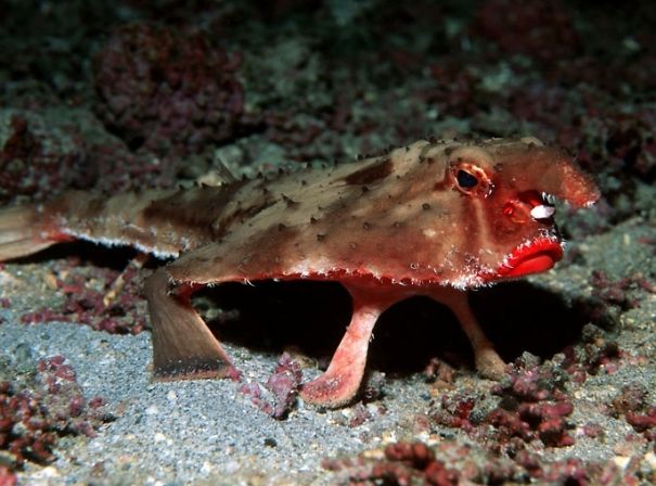 WTF, Evolution?! 10 Animals That Prove Nature Is Out Of Its Mind WTF, Evolution?! 10 Animals That Prove Nature Is Out Of Its Mind