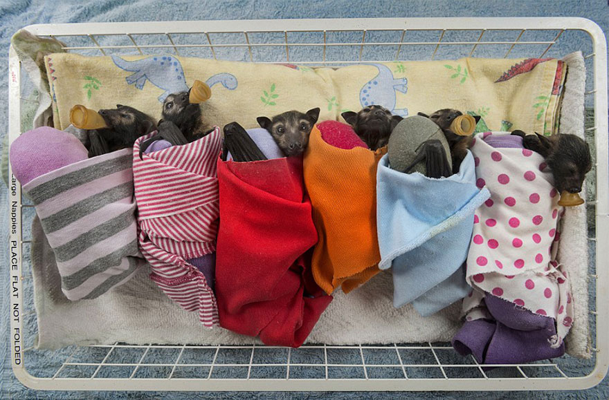 There&#8217;s A Bat Hospital In Australia That Takes In Abandoned Baby Bats