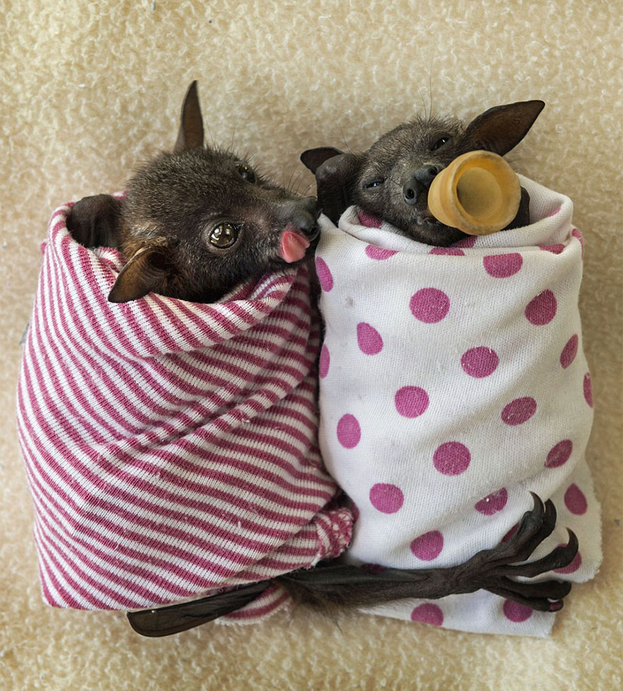 There&#8217;s A Bat Hospital In Australia That Takes In Abandoned Baby Bats