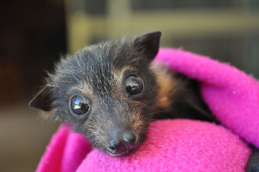 There&#8217;s A Bat Hospital In Australia That Takes In Abandoned Baby Bats