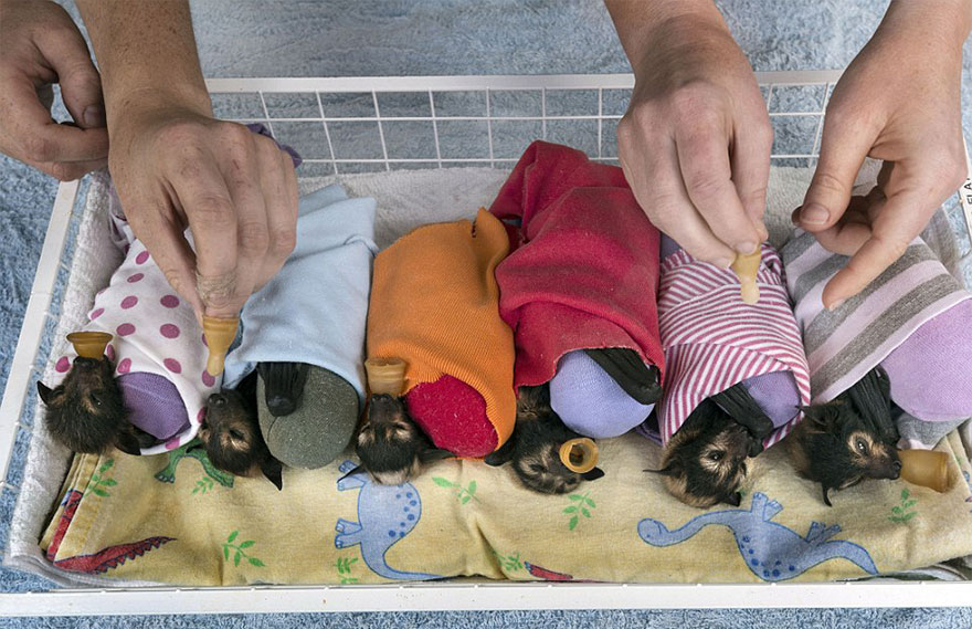 There&#8217;s A Bat Hospital In Australia That Takes In Abandoned Baby Bats