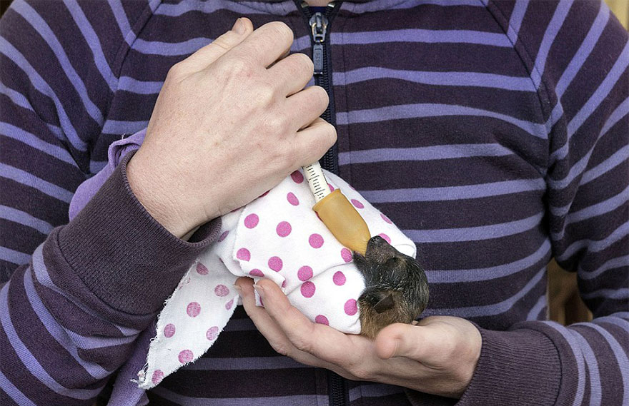 There&#8217;s A Bat Hospital In Australia That Takes In Abandoned Baby Bats