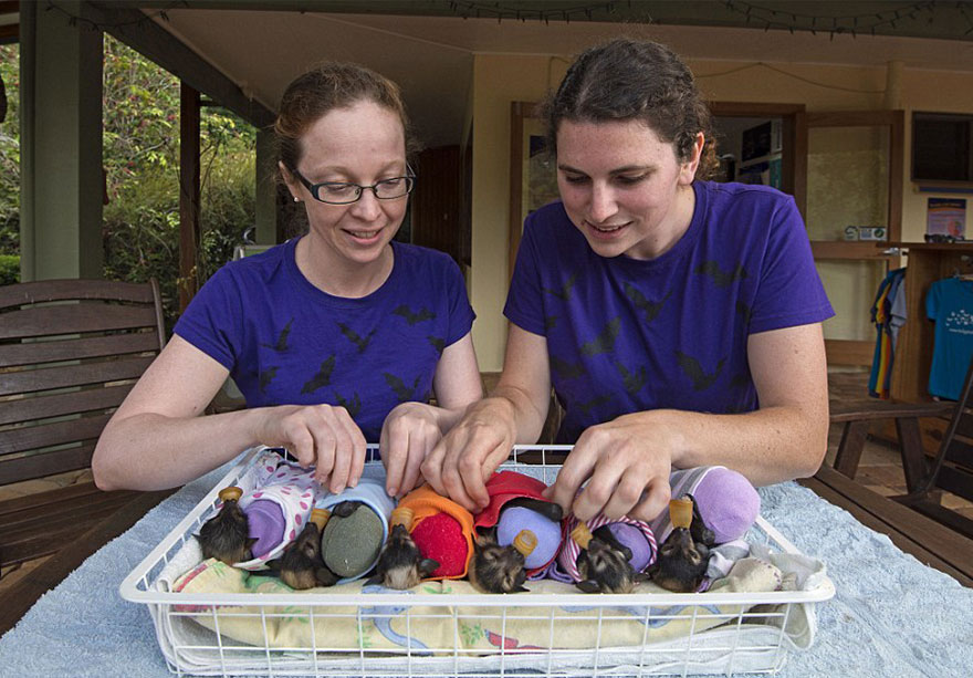 There&#8217;s A Bat Hospital In Australia That Takes In Abandoned Baby Bats