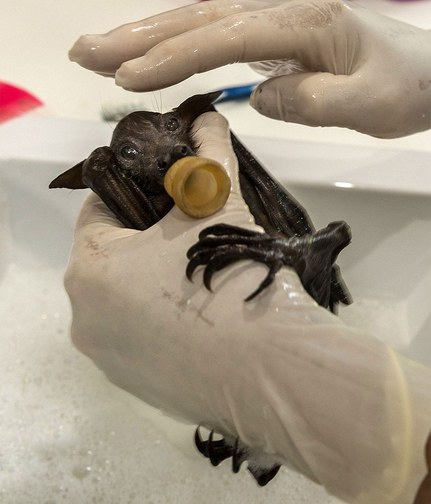 There&#8217;s A Bat Hospital In Australia That Takes In Abandoned Baby Bats