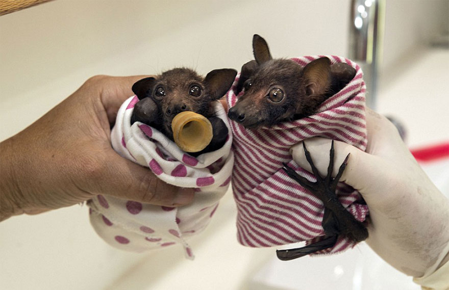 There&#8217;s A Bat Hospital In Australia That Takes In Abandoned Baby Bats