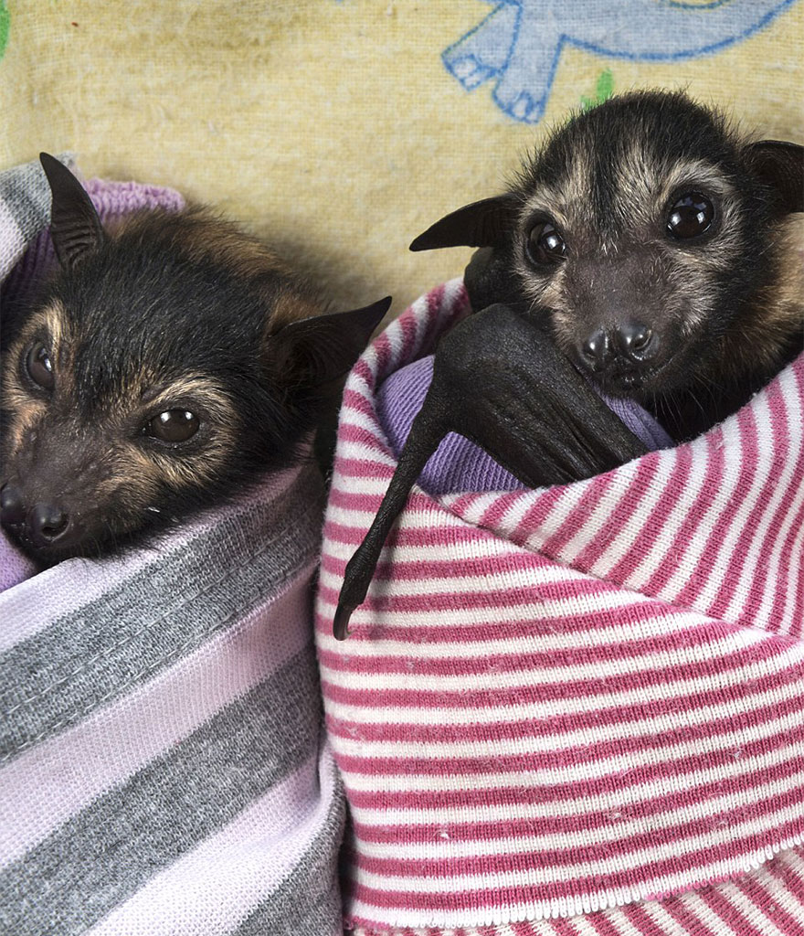There&#8217;s A Bat Hospital In Australia That Takes In Abandoned Baby Bats