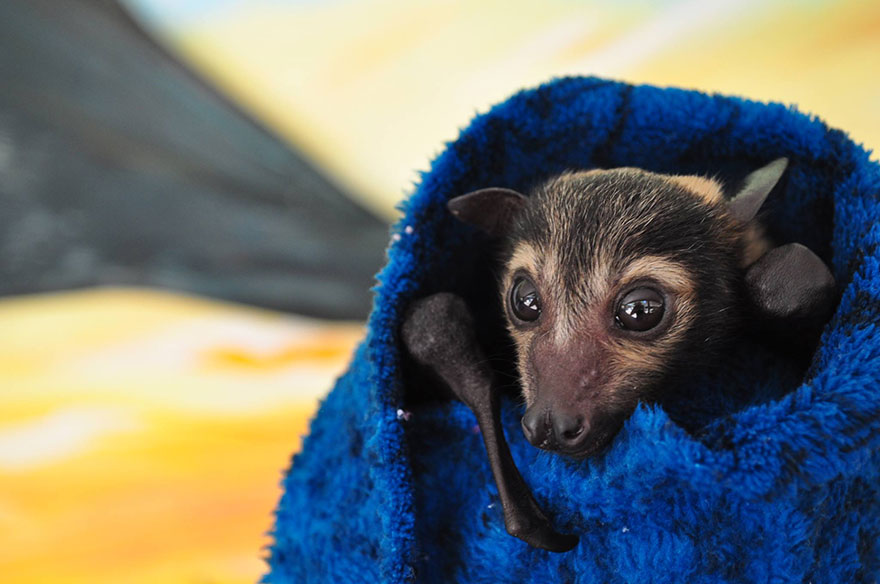 There&#8217;s A Bat Hospital In Australia That Takes In Abandoned Baby Bats
