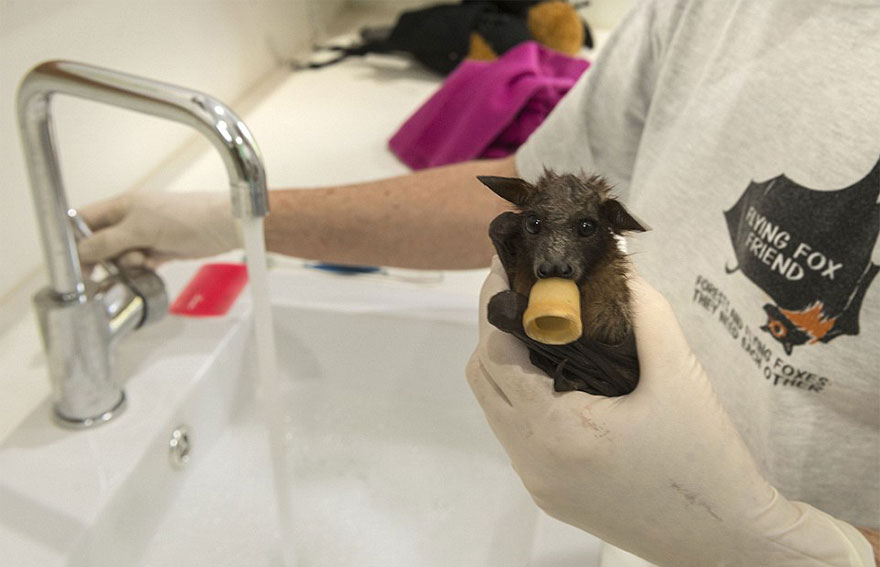 There&#8217;s A Bat Hospital In Australia That Takes In Abandoned Baby Bats