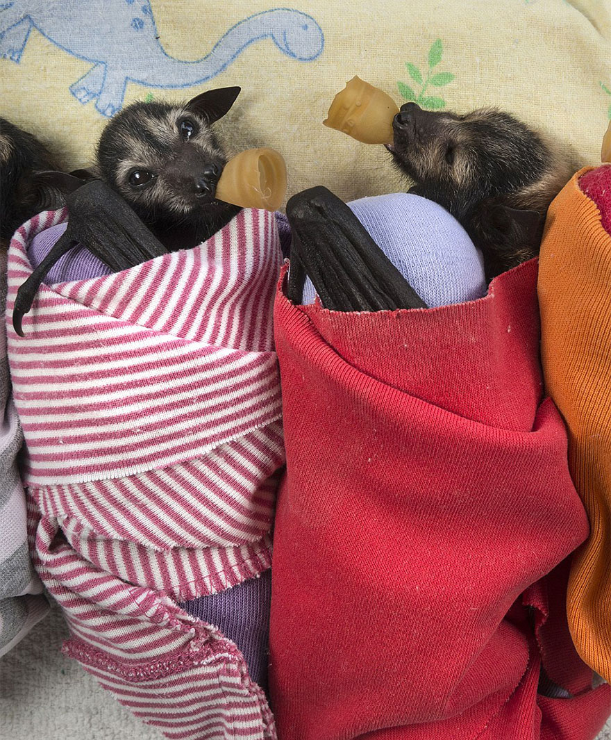 There&#8217;s A Bat Hospital In Australia That Takes In Abandoned Baby Bats
