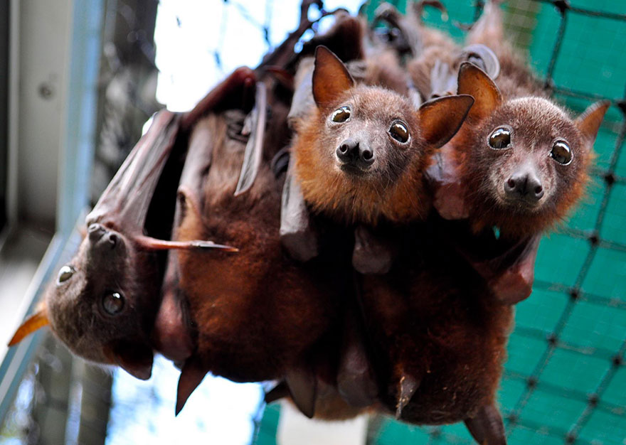 There&#8217;s A Bat Hospital In Australia That Takes In Abandoned Baby Bats