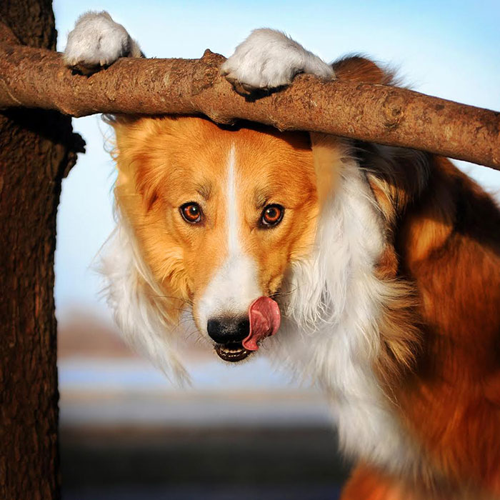 Playful Dog Portraits By Russian Photographer Ksenia Raykova Playful Dog Portraits By Russian Photographer Ksenia Raykova