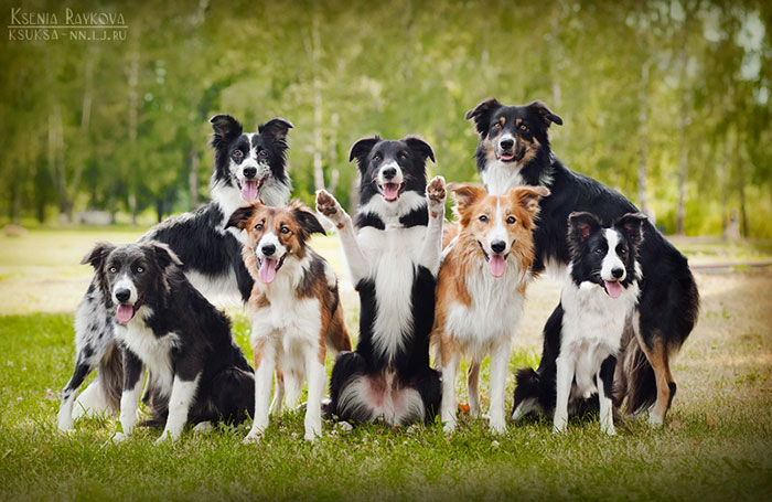Playful Dog Portraits By Russian Photographer Ksenia Raykova Playful Dog Portraits By Russian Photographer Ksenia Raykova
