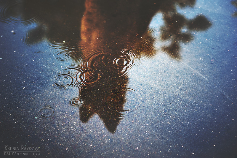 Playful Dog Portraits By Russian Photographer Ksenia Raykova Playful Dog Portraits By Russian Photographer Ksenia Raykova