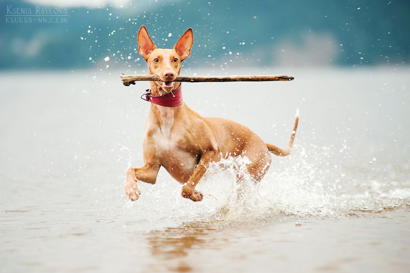 Playful Dog Portraits By Russian Photographer Ksenia Raykova Playful Dog Portraits By Russian Photographer Ksenia Raykova