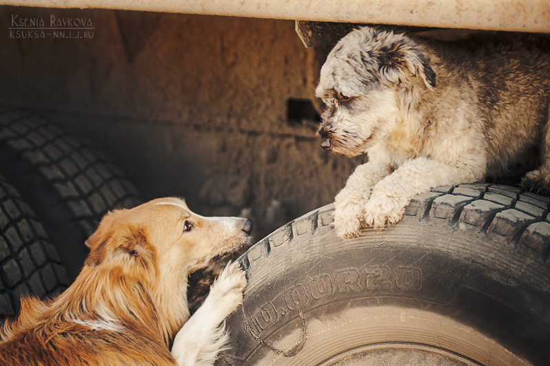 Playful Dog Portraits By Russian Photographer Ksenia Raykova Playful Dog Portraits By Russian Photographer Ksenia Raykova