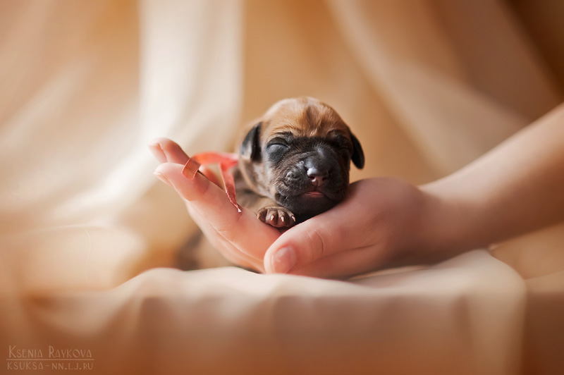Playful Dog Portraits By Russian Photographer Ksenia Raykova Playful Dog Portraits By Russian Photographer Ksenia Raykova