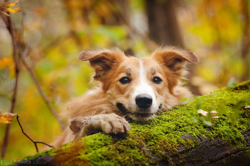 Playful Dog Portraits By Russian Photographer Ksenia Raykova Playful Dog Portraits By Russian Photographer Ksenia Raykova