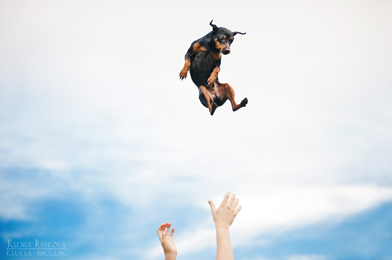 Playful Dog Portraits By Russian Photographer Ksenia Raykova Playful Dog Portraits By Russian Photographer Ksenia Raykova