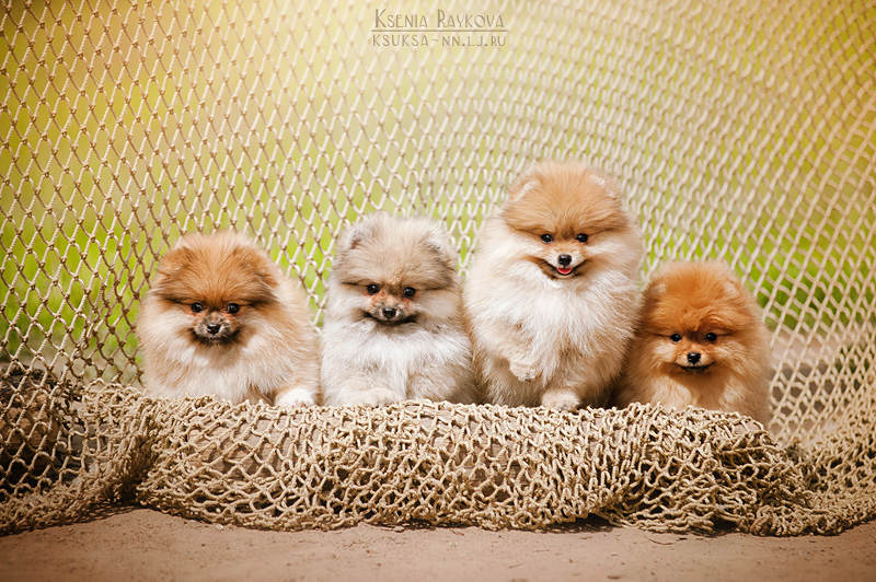 Playful Dog Portraits By Russian Photographer Ksenia Raykova Playful Dog Portraits By Russian Photographer Ksenia Raykova