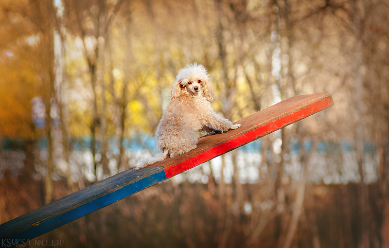 Playful Dog Portraits By Russian Photographer Ksenia Raykova Playful Dog Portraits By Russian Photographer Ksenia Raykova