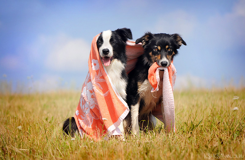 Playful Dog Portraits By Russian Photographer Ksenia Raykova Playful Dog Portraits By Russian Photographer Ksenia Raykova