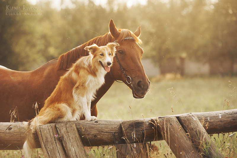 Playful Dog Portraits By Russian Photographer Ksenia Raykova Playful Dog Portraits By Russian Photographer Ksenia Raykova