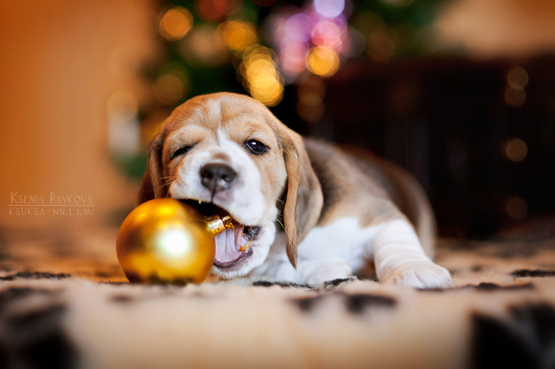 Playful Dog Portraits By Russian Photographer Ksenia Raykova Playful Dog Portraits By Russian Photographer Ksenia Raykova