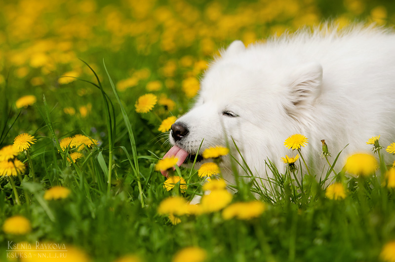 Playful Dog Portraits By Russian Photographer Ksenia Raykova Playful Dog Portraits By Russian Photographer Ksenia Raykova