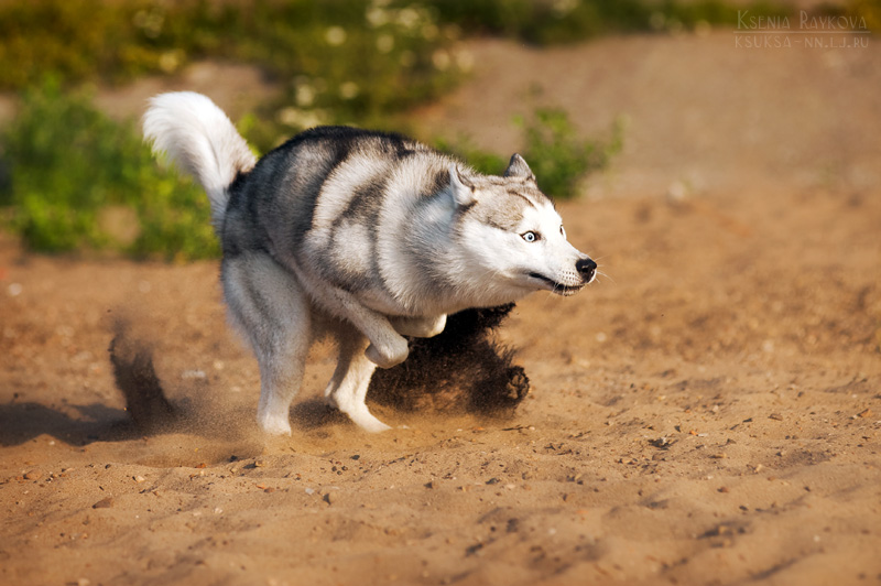 Playful Dog Portraits By Russian Photographer Ksenia Raykova Playful Dog Portraits By Russian Photographer Ksenia Raykova