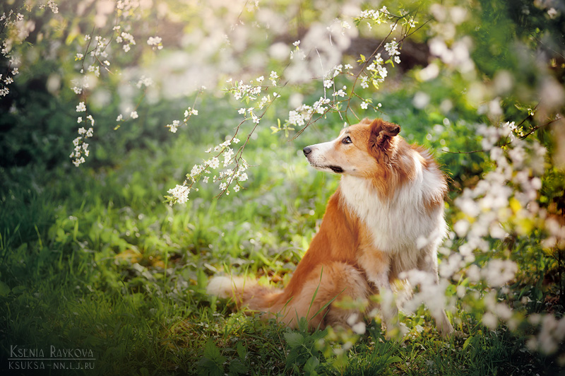 Playful Dog Portraits By Russian Photographer Ksenia Raykova Playful Dog Portraits By Russian Photographer Ksenia Raykova