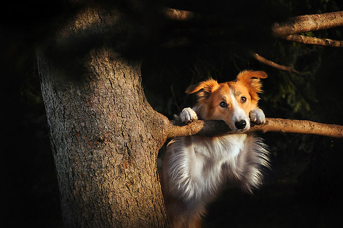 Playful Dog Portraits By Russian Photographer Ksenia Raykova Playful Dog Portraits By Russian Photographer Ksenia Raykova