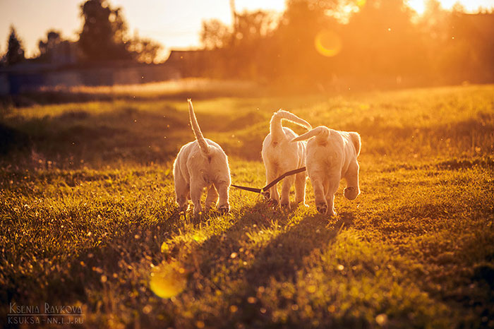 Playful Dog Portraits By Russian Photographer Ksenia Raykova Playful Dog Portraits By Russian Photographer Ksenia Raykova