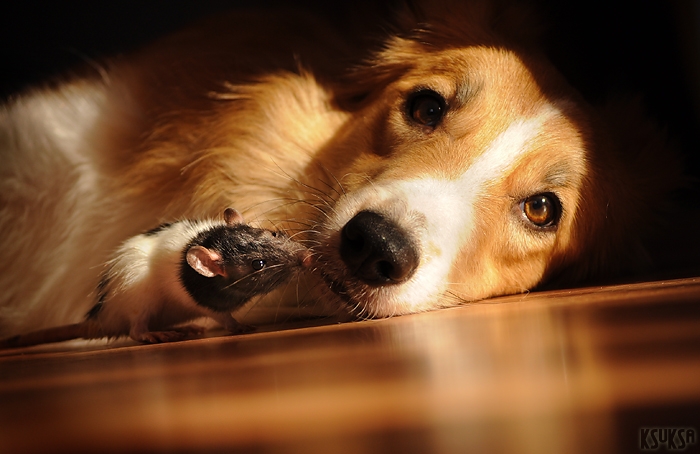 Playful Dog Portraits By Russian Photographer Ksenia Raykova Playful Dog Portraits By Russian Photographer Ksenia Raykova