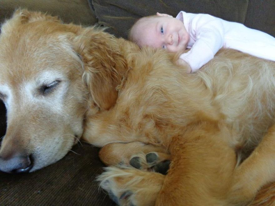 92 Big Dogs Caring For Little Kids