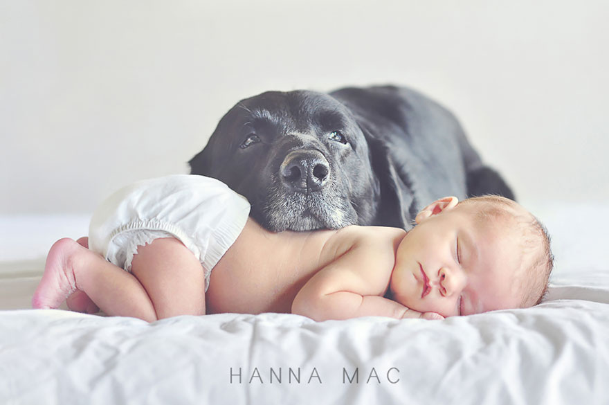 92 Big Dogs Caring For Little Kids