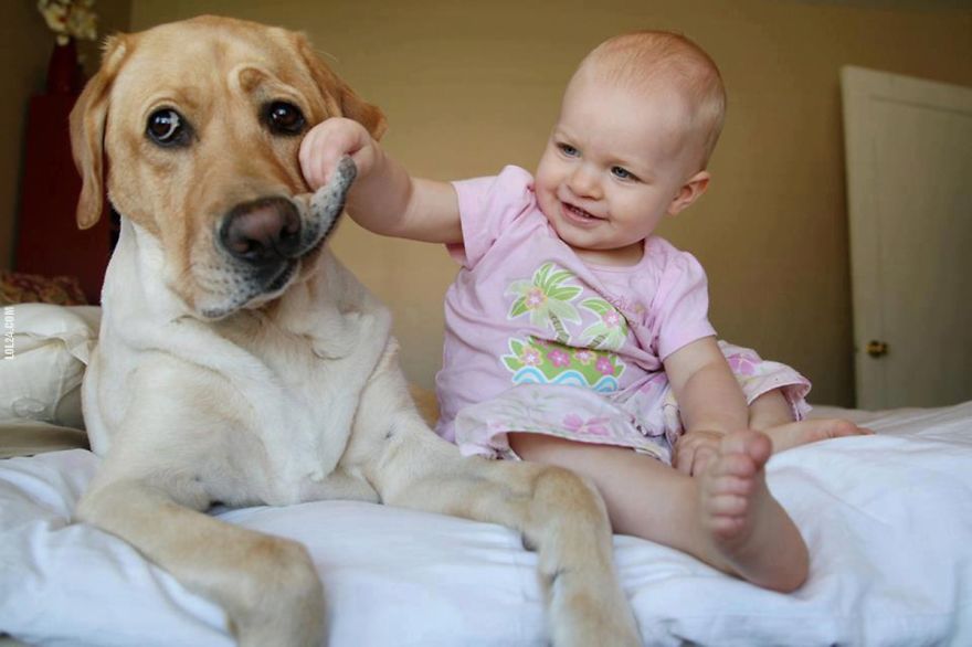 92 Big Dogs Caring For Little Kids