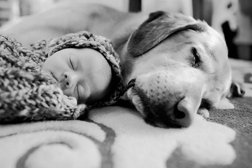 92 Big Dogs Caring For Little Kids